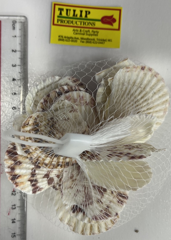 Lg Clam Shell